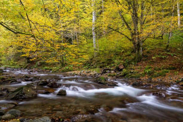 istock Waterfall flowing through rocks in a deep forest, autumn landscape 1353566148