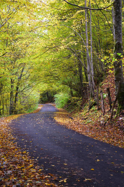 istock Autumn landscape, asphalt road mostly covered by leaves 1353566153