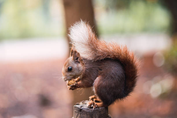 istock Red squirrel eating while sitting on a pole. Sciurus vulgaris. Campo Grande, Valladolid Spain. 1353567417