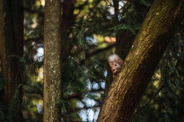 Red squirrel eating hidden in a tree. Sciurus vulgaris. Campo Grande, Valladolid Spain. Red squirrel eating hidden in a tree. Sciurus vulgaris. hiding eurasian red squirrel (sciurus vulgaris) stock pictures, royalty-free photos & images