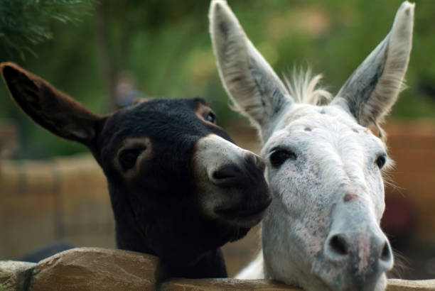black and white donkeys in the zoo, in summer