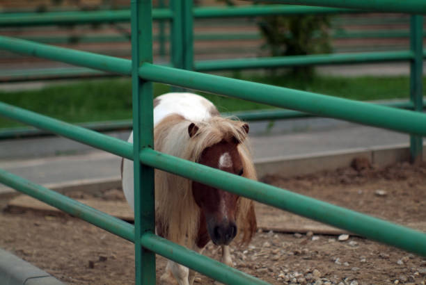 shaggy brown pony at the zoo, in summer