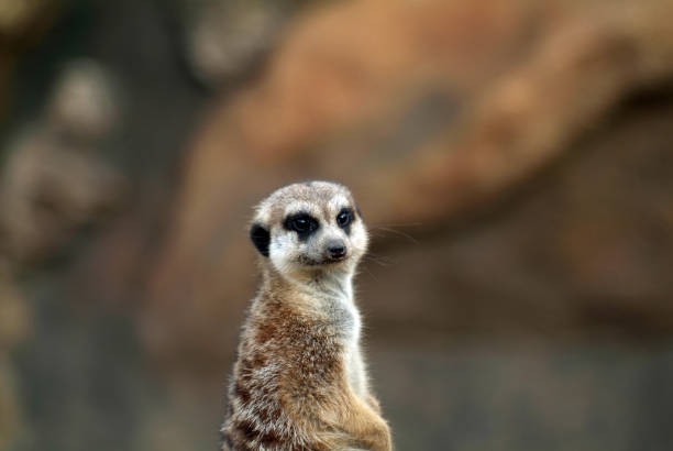 istock meerkat in the zoo sits on a tree 1353569131