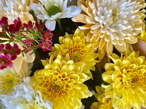 Horizontal close up textured still life of floral bunch of yellow orange and white dahlia and daisy flowers in bloom with dark pink small native bush flowers