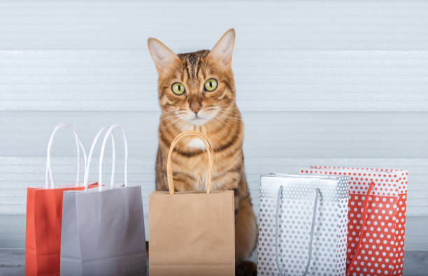 domestic bengal cat and empty colorful shopping bags. - domestic cat bag shopping gift imagens e fotografias de stock
