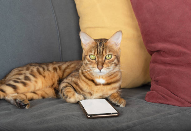 istock Bengal cat lies on the couch with a smartphone, with a white screen for insertion. 1353569590