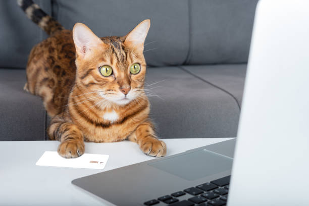 istock Bengal cat makes purchases online through a laptop using a map. 1353569595
