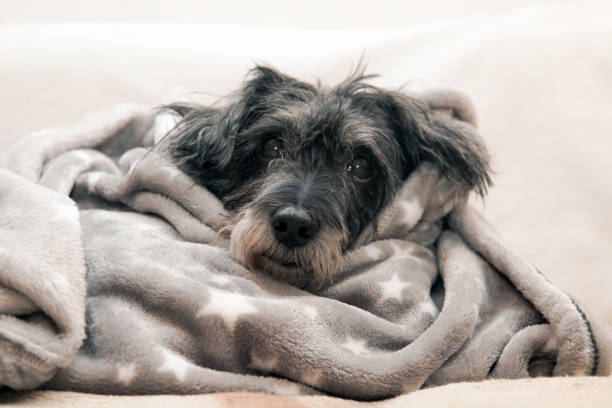 istock dog wrapped in a blanket after washing 1353570551