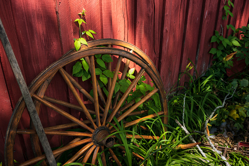 Two old fashion wagon wheels made of wood rest on the side of a barn painted red with lilies and other weeds growing around them.