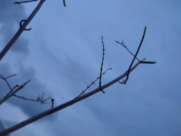 Blue background, dried plant branch