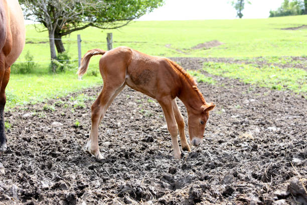 foal and mother mare in a farm, souvigny, allier, france