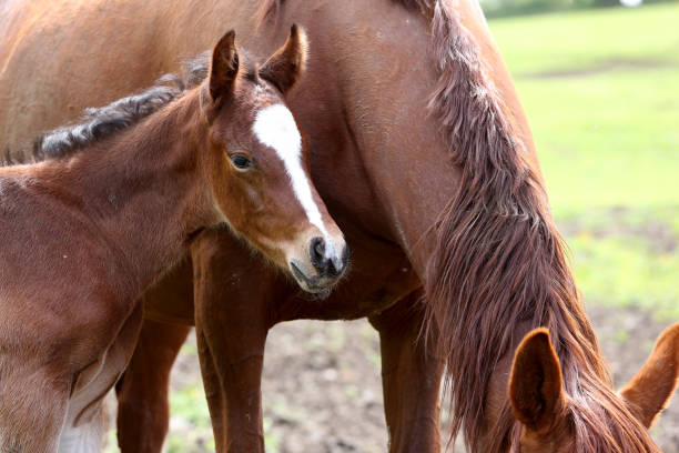 istock horses in a farm, souvigny, allier 1353574159