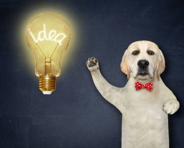 istock Dog labrador near big light bulb 1353575264