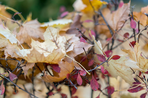 Late autumn colors for Background of fallen golden leaves on bush..