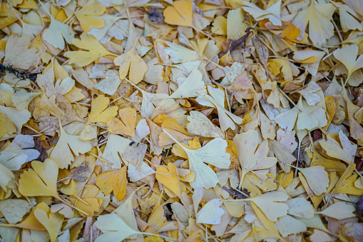 Late autumn colors for Background of fallen golden leaves.