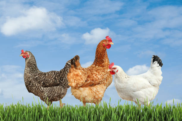 istock Beautiful chickens on fresh green grass outdoors 1353575682