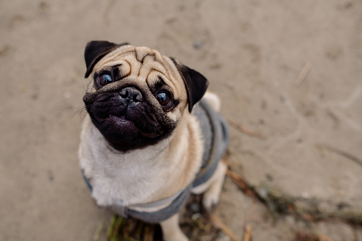 Funny portrait of an adult pug dressed in trendy dog clothes
