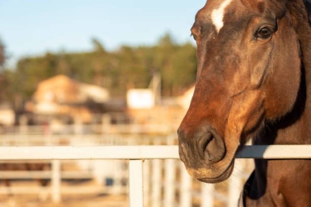 istock brown elegance horse portrait background 1353576674