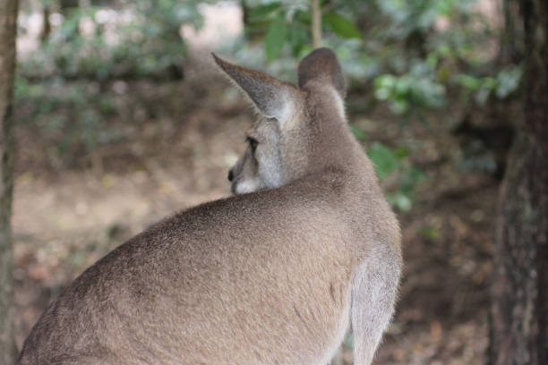 Up close and personal with wallabies (like small Kangaroos) in an open planned Australian safari zoo.