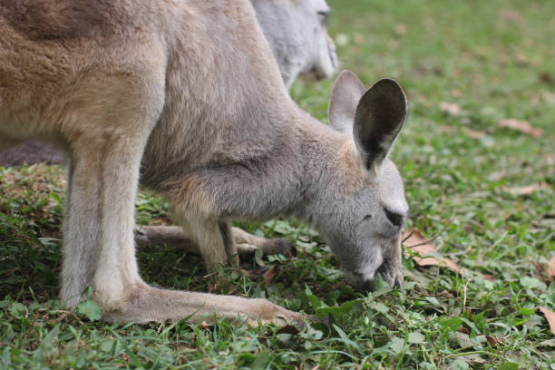istock Wallaby eating in the outback - Sunshine Coast Australia 1353577138