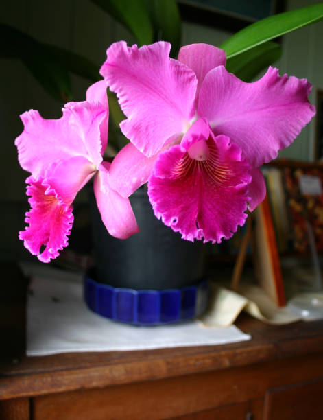 Grandma's beautiful frilly pink Cattleya Orchid plant Gorgeous pink Cattleya orchid flowers in a pot indoor. Sitting on an antique wooden side table with photo frames. cattleya magenta orchid tropical climate stock pictures, royalty-free photos & images