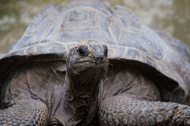 istock giant tortoises 1353577479