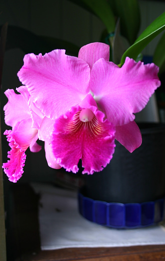 Beautiful frilly-edged Cattleya Orchid in pot, pink tones.