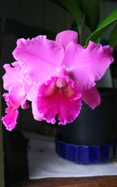 Flowering pink-toned Cattleya Orchid in pot Beautiful frilly-edged Cattleya Orchid in pot, pink tones. cattleya magenta orchid tropical climate stock pictures, royalty-free photos & images