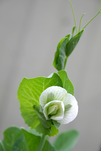 Fresh green snow pea stem with white flower.