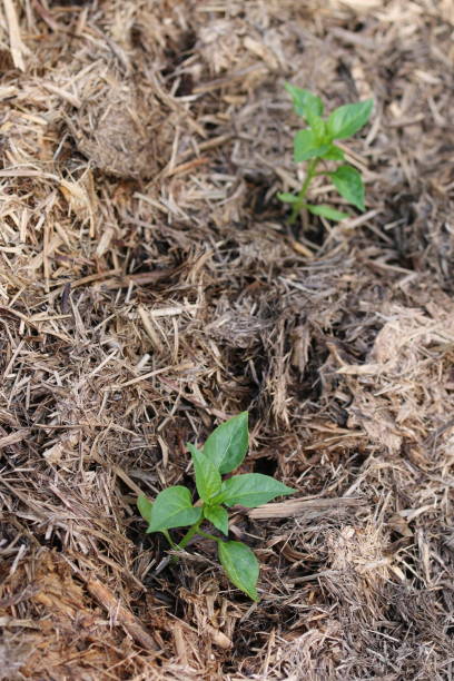 Capsicum seedlings surrounded by sugarcane mulch stock photo