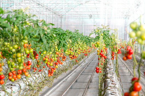 Tomato growing in greenhouse