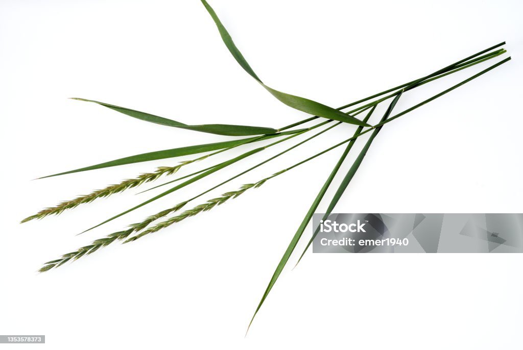 Agropyron repens Couch, Agropyron repens, is an important medicinal and medicinal plant. Couch grass is a grass and weed. Wheatgrass Stock Photo