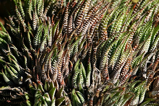 Stripy Zebra haworthia succulent plants, all overcrowded together, in the sunlight. Colour gradations from rust to green. Lovely texture - impression of waving movement, curves and spikes.