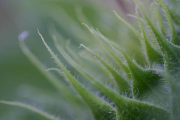 Soft light, soft focus, green sunflower bud background.