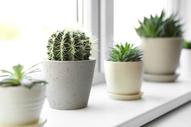istock Beautiful different cacti in pots on windowsill indoors 1353578999