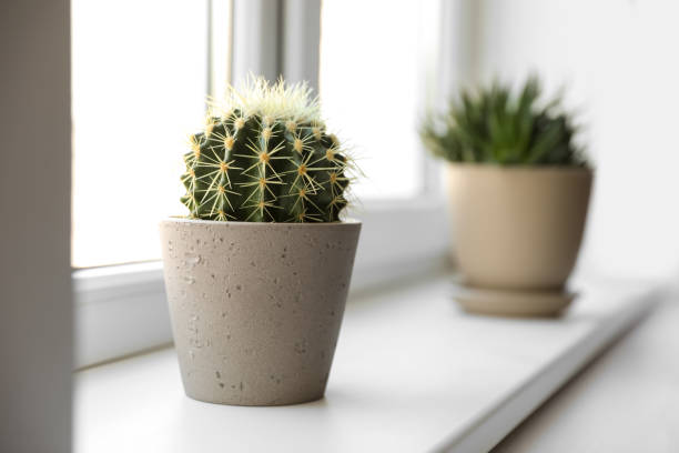 istock Beautiful different cacti in pots on windowsill indoors 1353579086