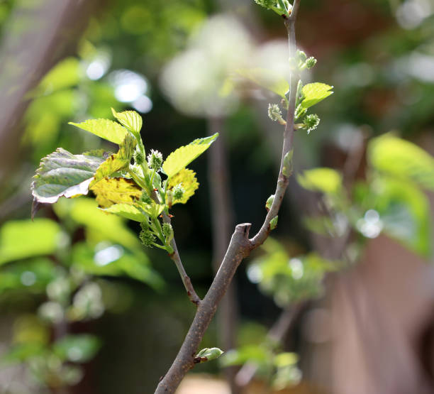 Mulberry bush new growth and fruit after pruning stock photo