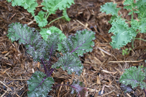 Growing edible purple and green kale plants in mulched garden bed, freshly watered.