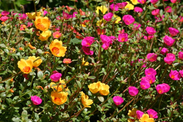 Vivid yellow and pink sun-jewel flowers stock photo