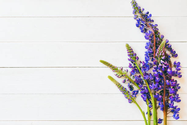 istock Violet fragrant lupins on a white wooden background. Basis for a spring card / invitation. Summertime concept. Flower frame, flat lay, copy space. 1353579339