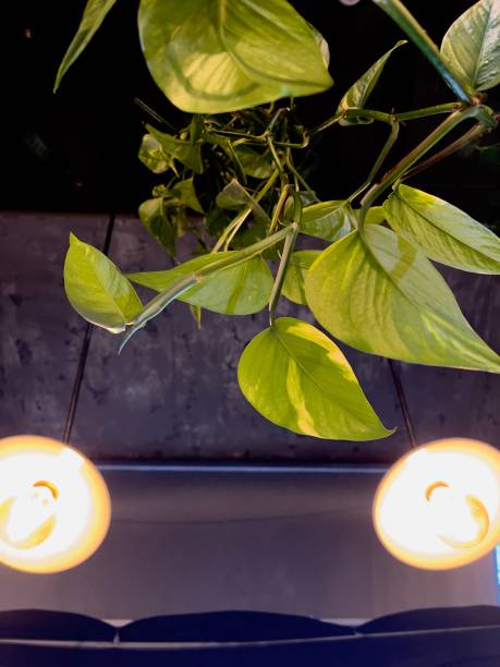 istock Leaves and lamps indoor bottom view 1353580117