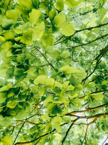 空と緑の葉の背景。晴れた夏の日 - tree leaf green chlorophyll ストックフォトと画像