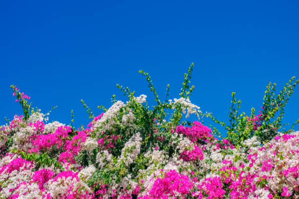 Colorful bougainvillea against blue sky