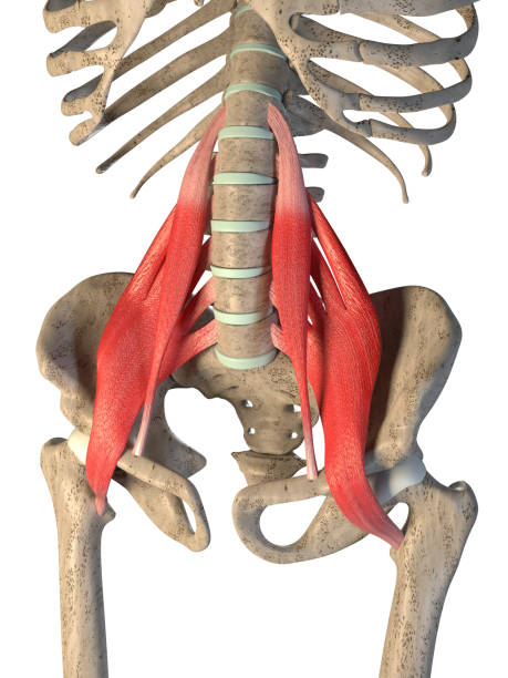 3d Illustration of Psoas Muscles on White Background stock photo