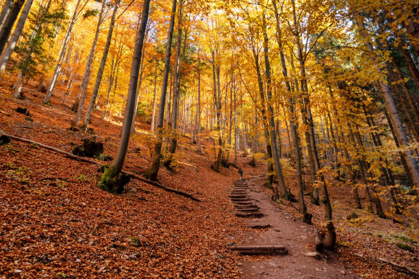 istock Tourist walking through autumn forest with colorful trees. 1353584315