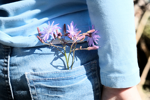 Small bouquet of cornflowers in jeans pocket. Summer time