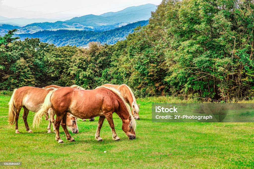 horses The horses eat food on grassland. Animal Stock Photo