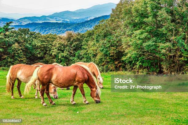 Horses Stock Photo - Download Image Now - Animal, Color Image, Grass