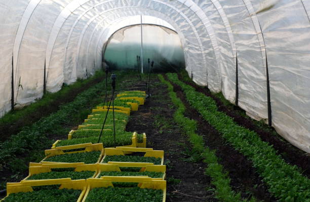 istock duch agriculture one man farm in amsterdam 1353586429