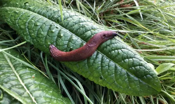 Photo of brown slug on a green leave in the grass